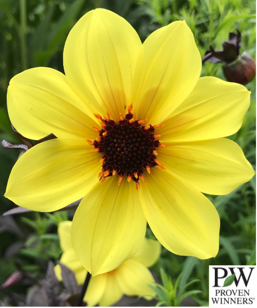 Dahlia variabilis x coccinea 'Mystic Illusion'