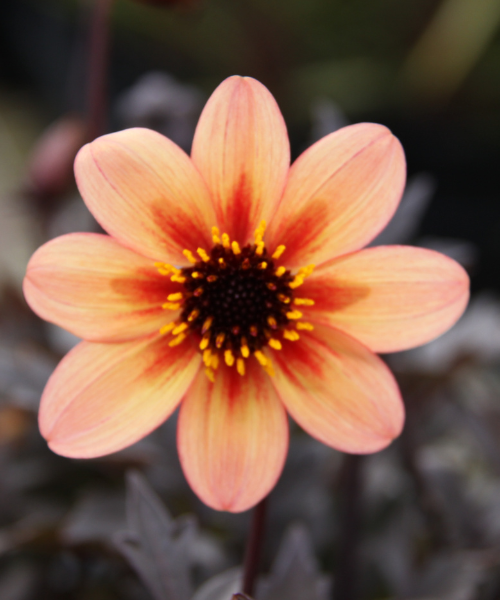 Dahlia variabilis x coccinea Mystic 'Memories' - COMING MID AUTUMN 2026