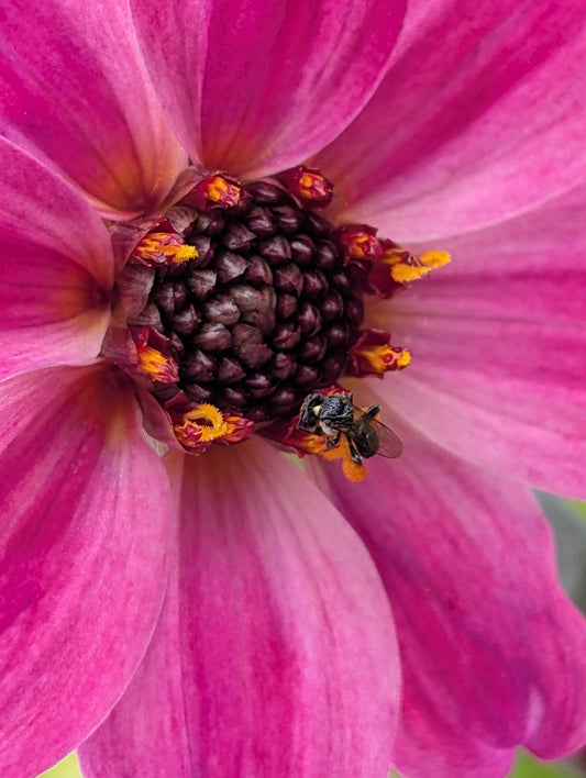 Dahlia variabilis 'Arcadian Magic'