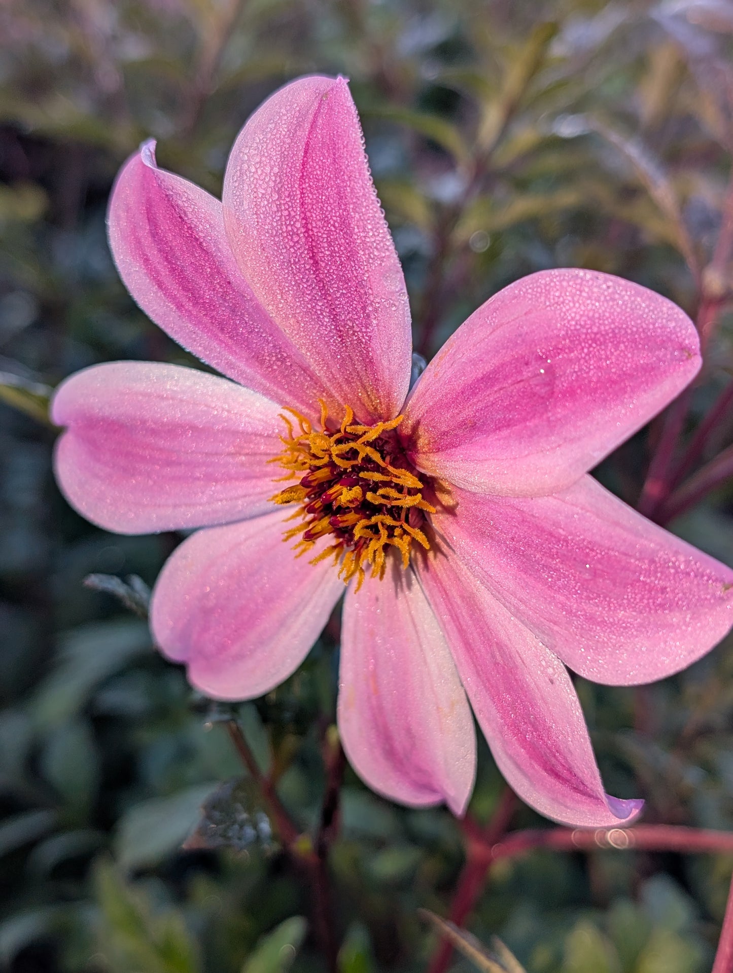 Dahlia variabilis 'Arcadian Magic'