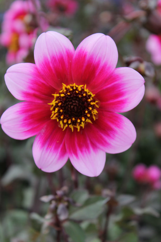 Dahlia variabilis 'Dannevirke'