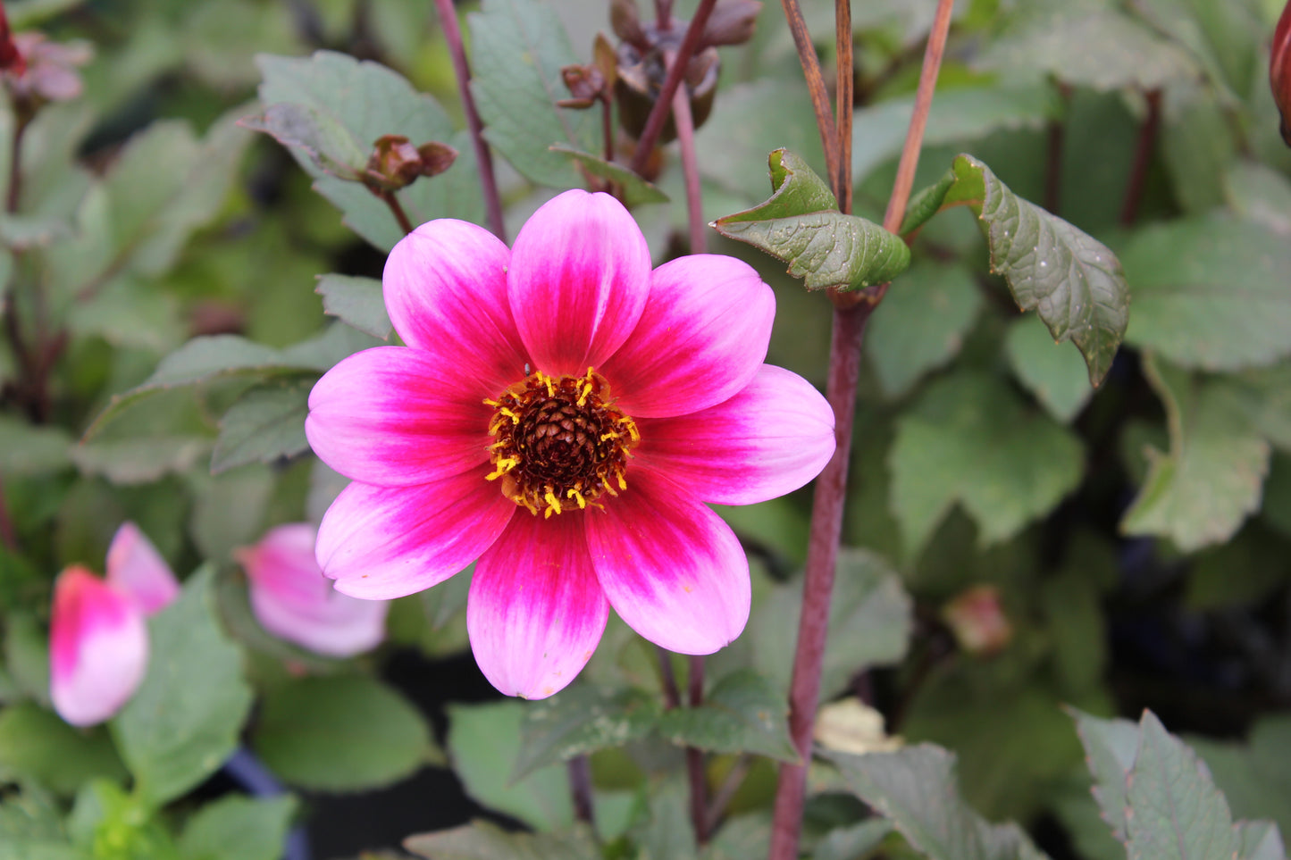 Dahlia variabilis 'Dannevirke'