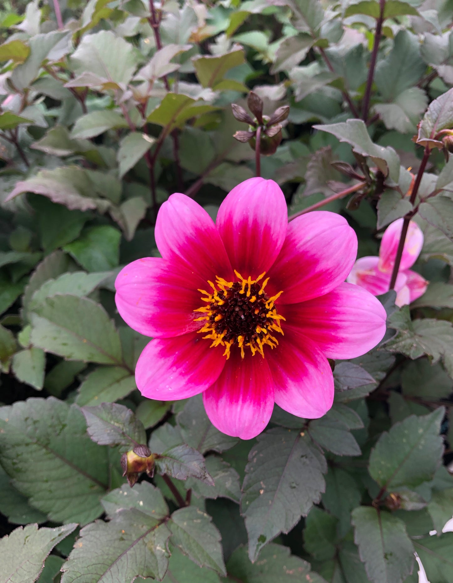 Dahlia variabilis 'Dannevirke'