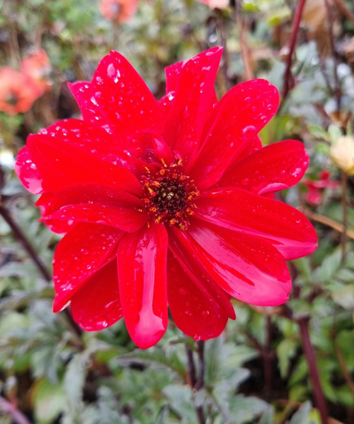 Dahlia variabilis 'Dragon Lady' - NEW