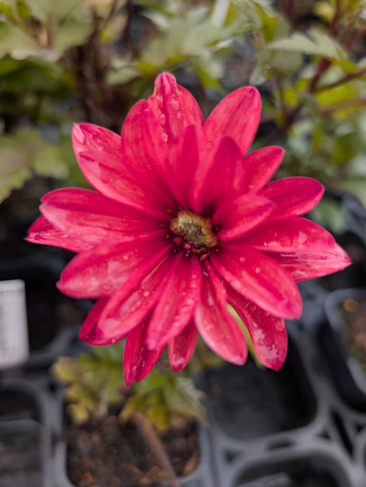 Dahlia variabilis 'Dragon Lady' - NEW