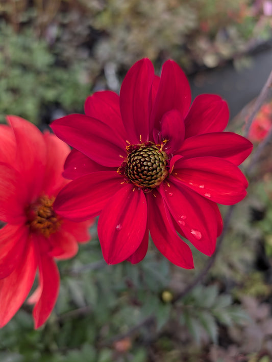 Dahlia variabilis 'Dragon Lady' - NEW