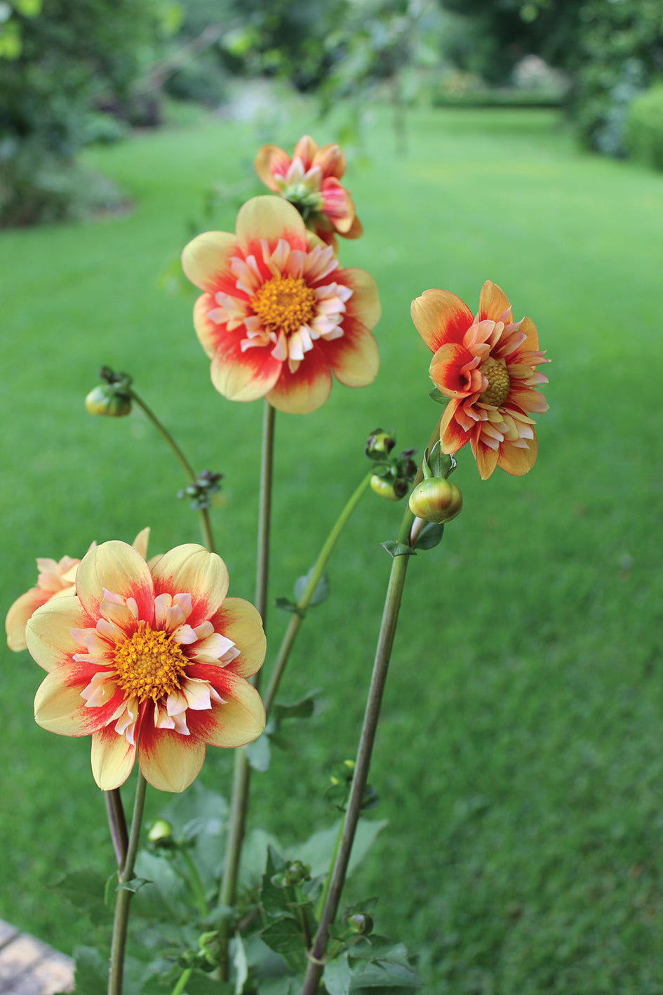 Dahlia variabilis 'Outrageous Gor Blimey' - NEW