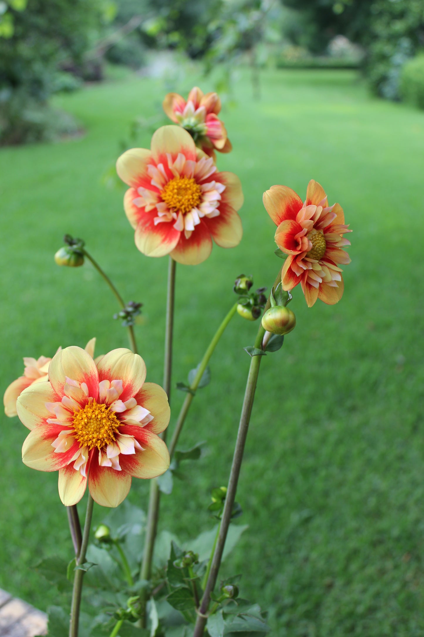 Dahlia variabilis 'Outrageous Gor Blimey' - NEW