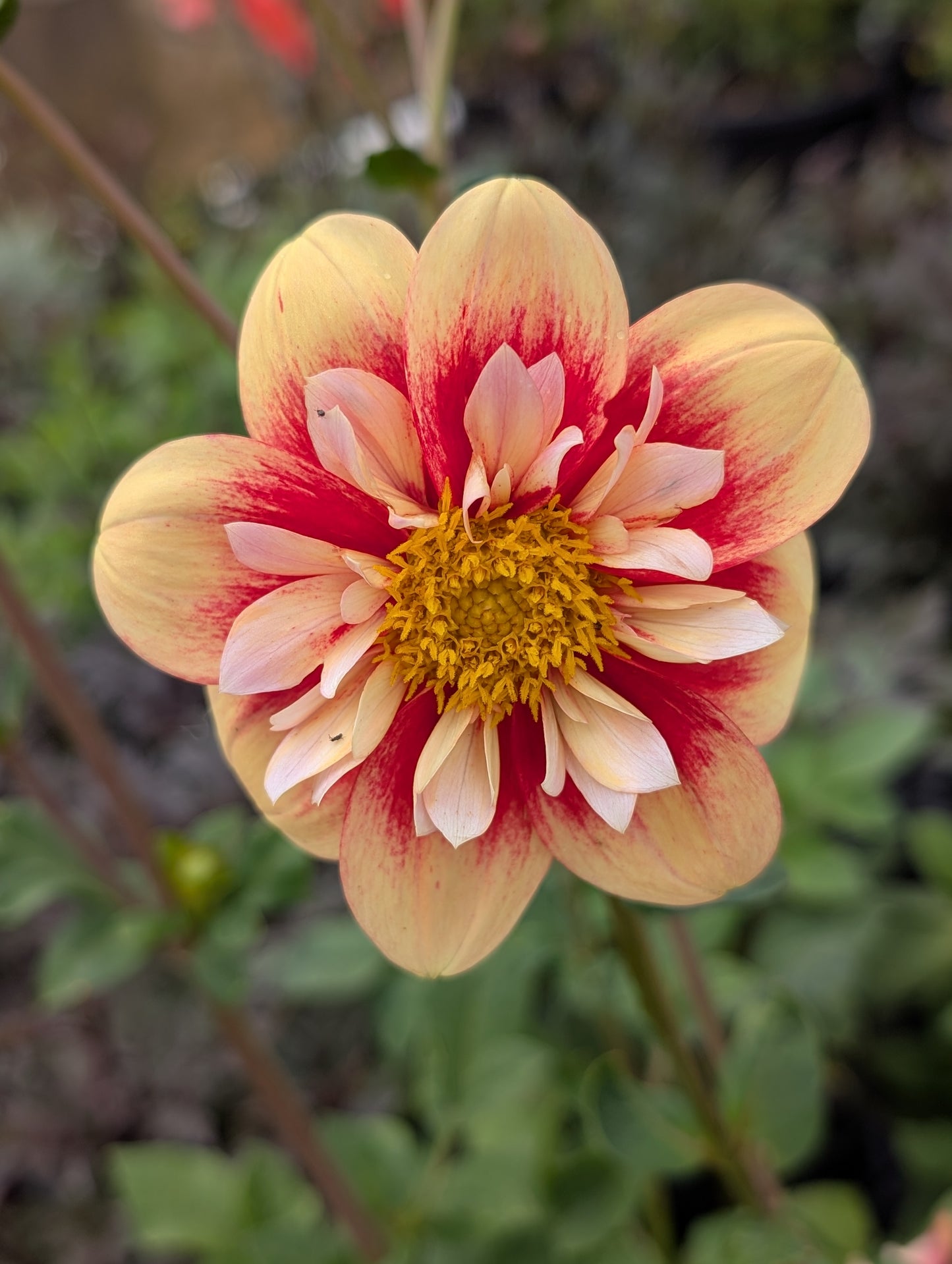 Dahlia variabilis 'Outrageous Gor Blimey' - NEW