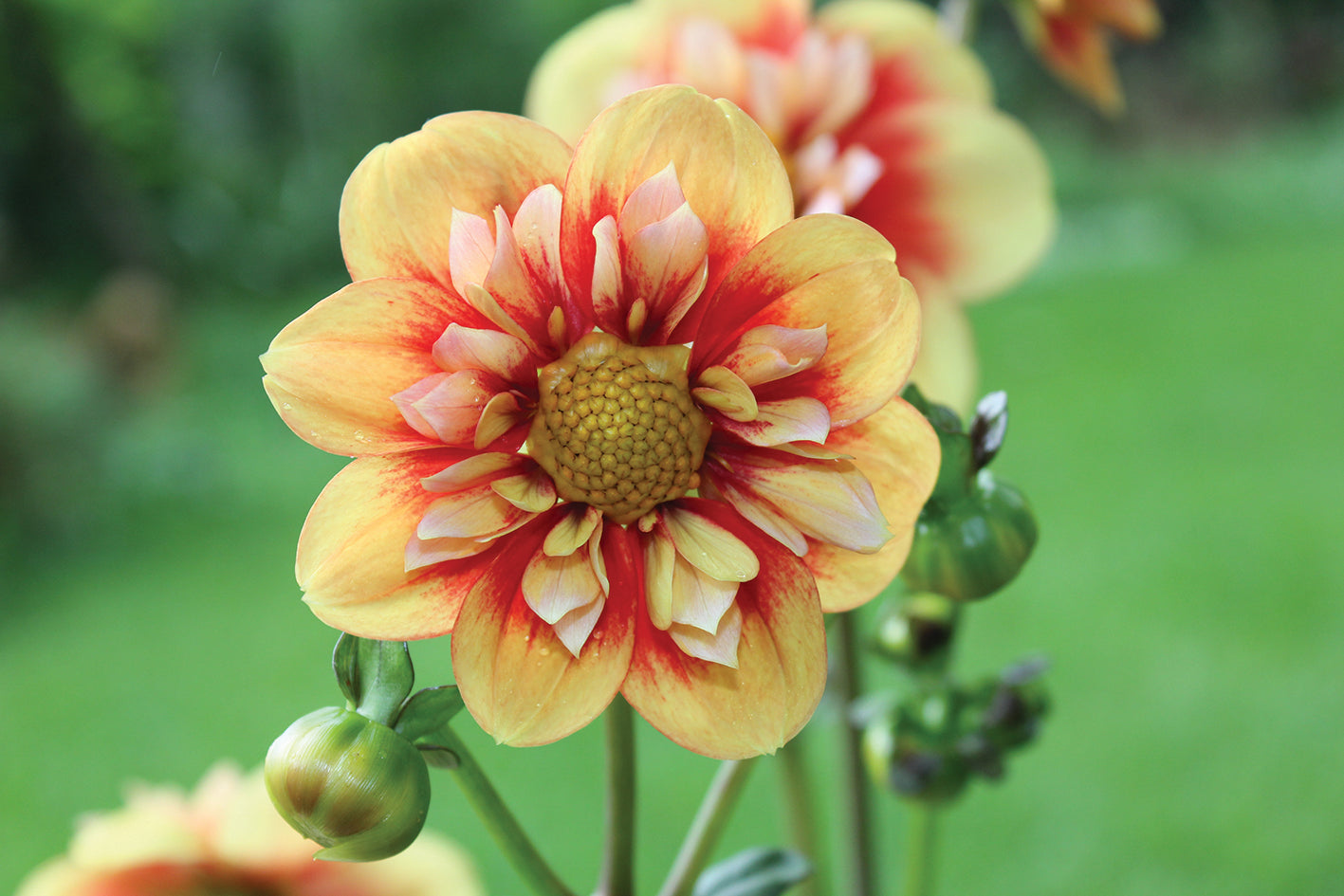 Dahlia variabilis 'Outrageous Gor Blimey' - NEW