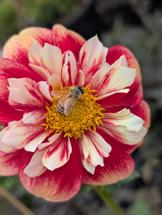 Dahlia variabilis 'Outrageous Gor Blimey' - NEW