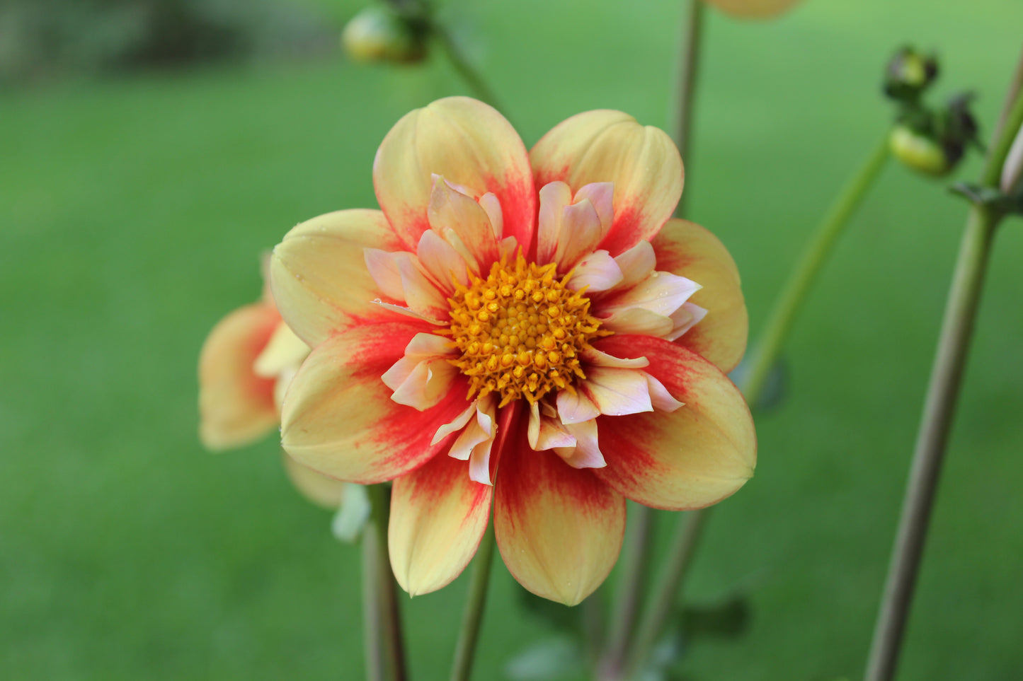Dahlia variabilis 'Outrageous Gor Blimey' - NEW