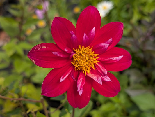 Dahlia variabilis 'Hanabi' - NEW