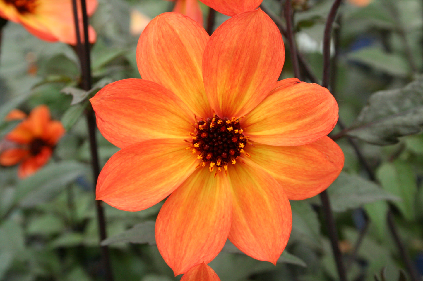Dahlia variabilis 'Love Affair'
