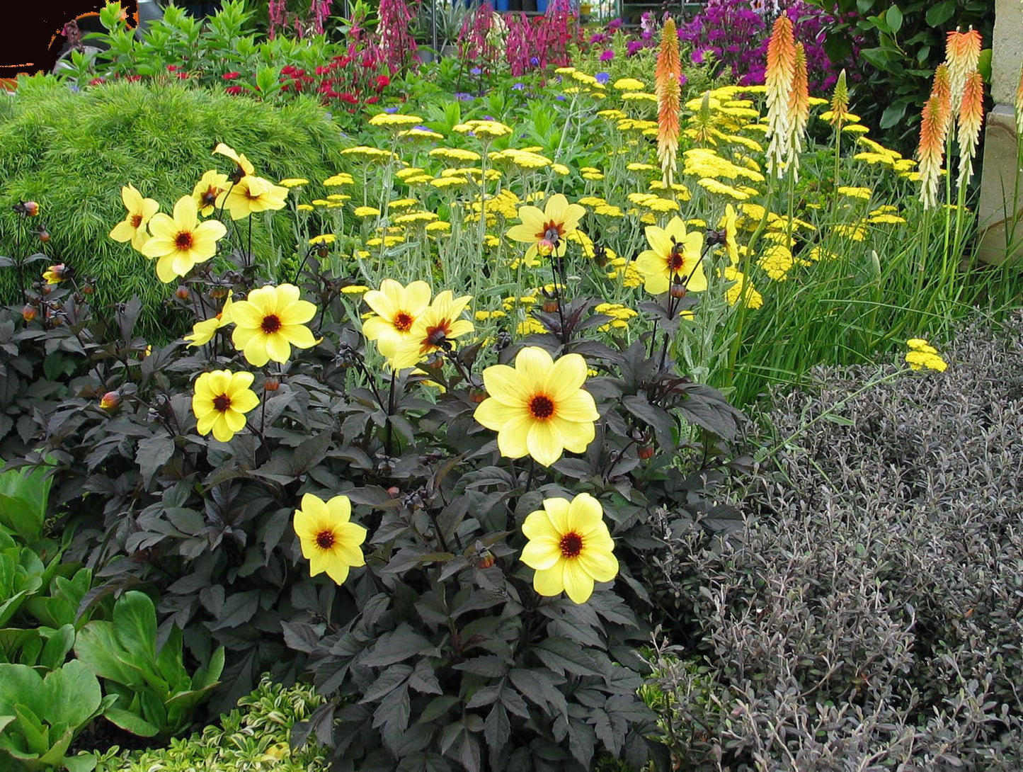 Dahlia variabilis x coccinea 'Mystic Illusion'