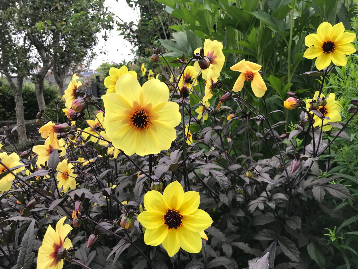 Dahlia variabilis x coccinea 'Mystic Illusion'