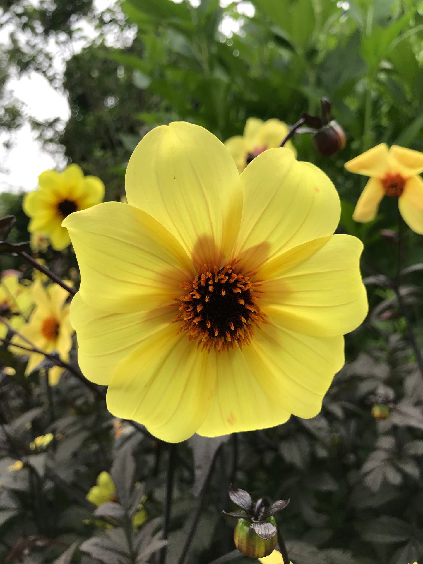 Dahlia variabilis x coccinea 'Mystic Illusion'
