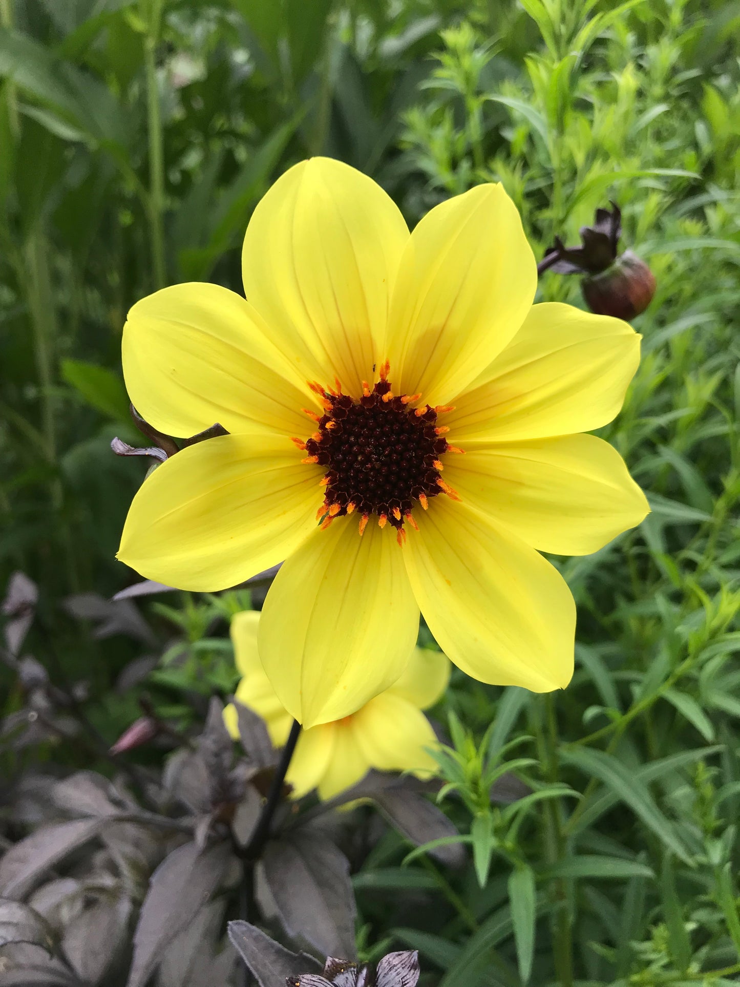 Dahlia variabilis x coccinea 'Mystic Illusion'