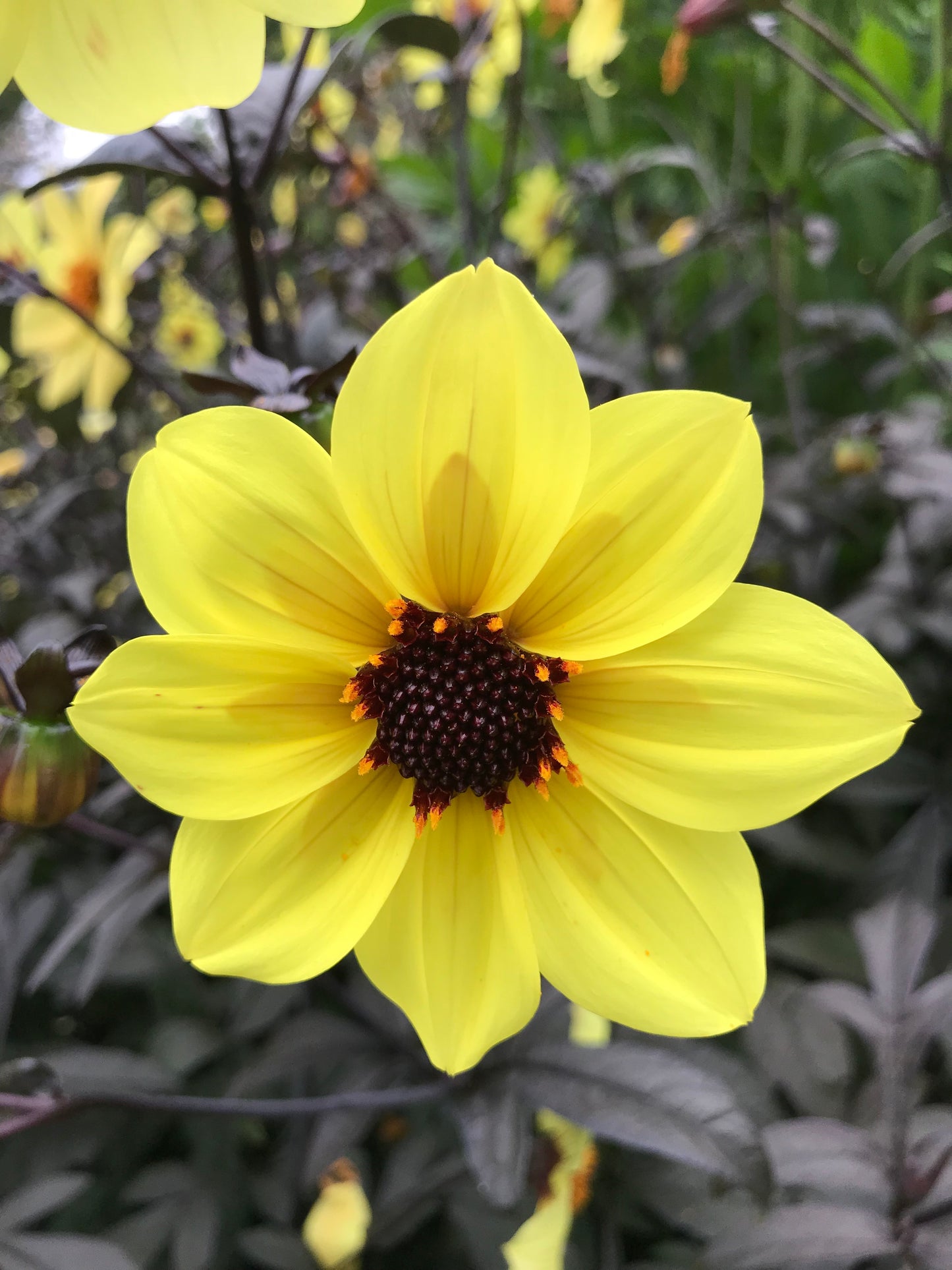 Dahlia variabilis x coccinea 'Mystic Illusion'