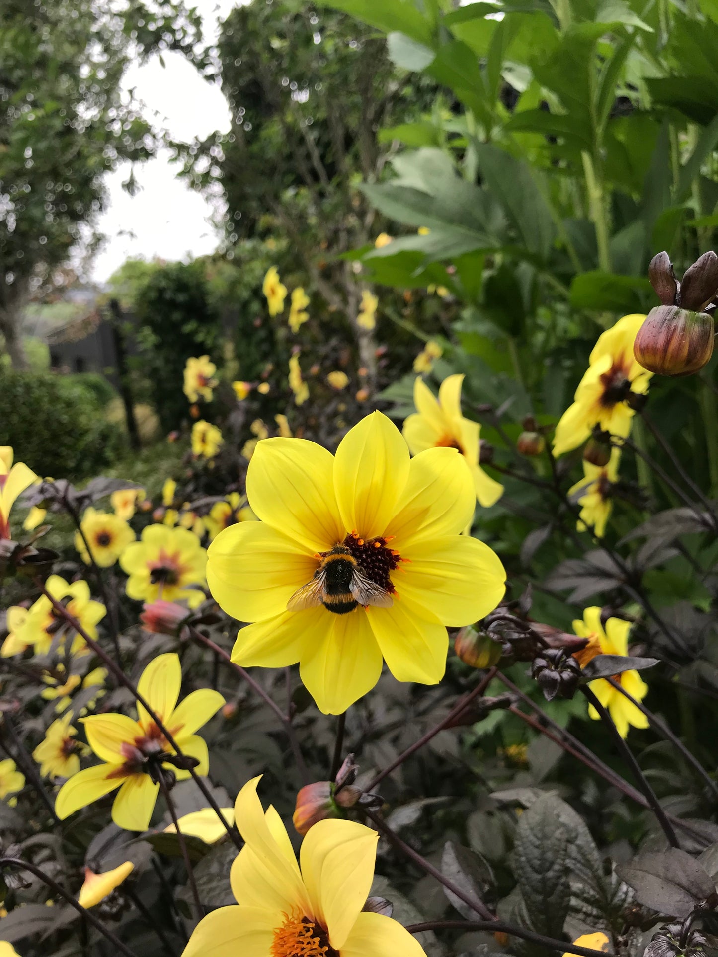 Dahlia variabilis x coccinea 'Mystic Illusion'