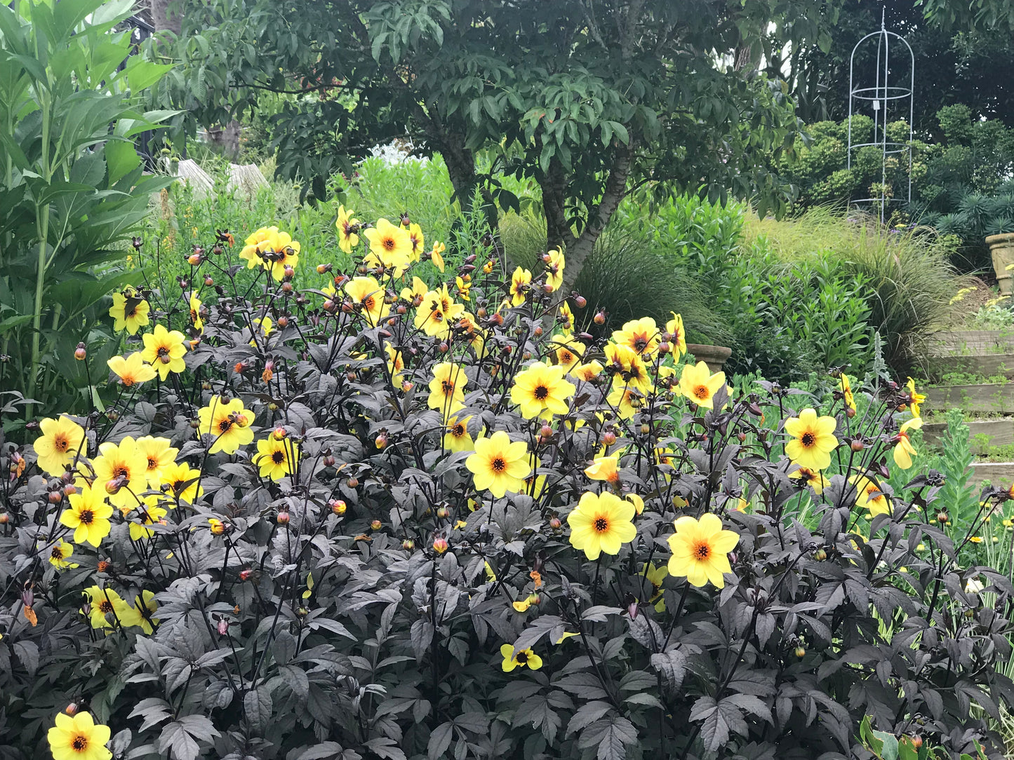 Dahlia variabilis x coccinea 'Mystic Illusion'