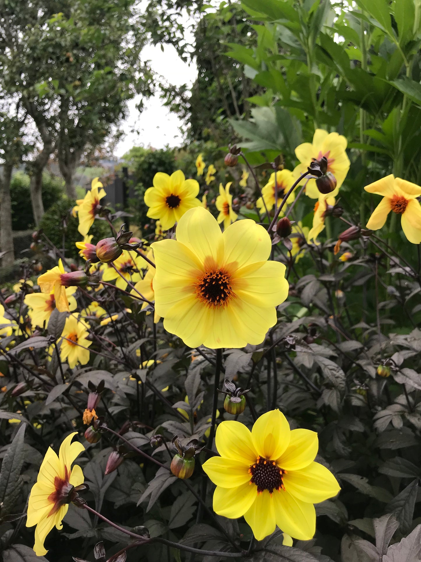 Dahlia variabilis x coccinea 'Mystic Illusion'