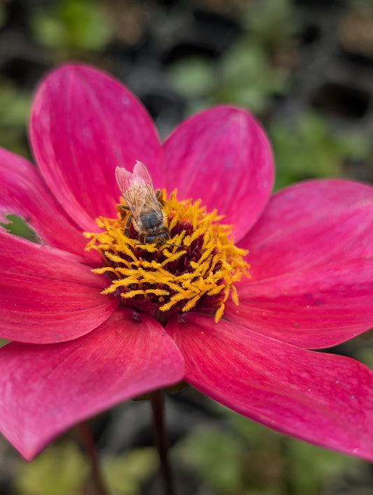Dahlia variabilis 'Razzamatazz' - NEW