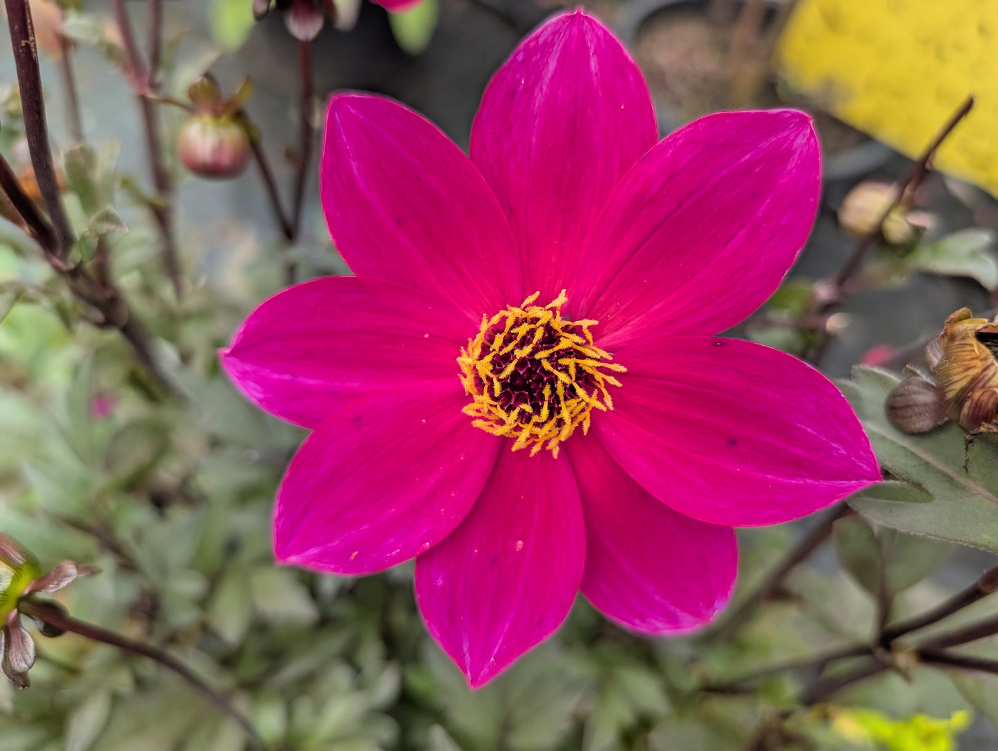 Dahlia variabilis 'Razzamatazz' - NEW