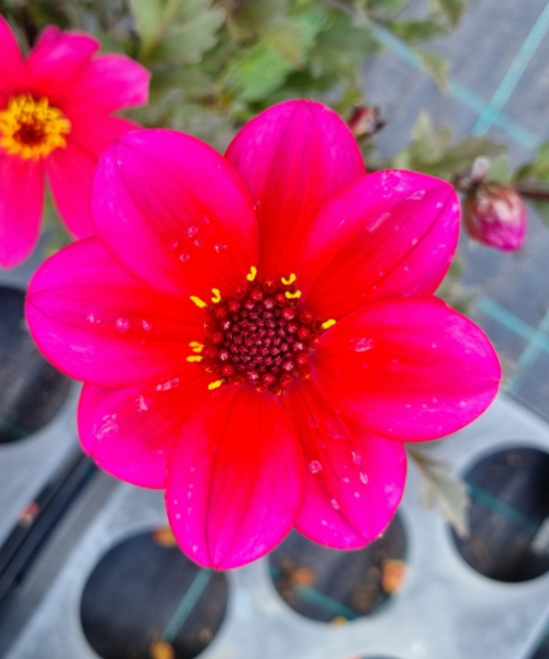 Dahlia variabilis 'Razzle Dazzle' - NEW