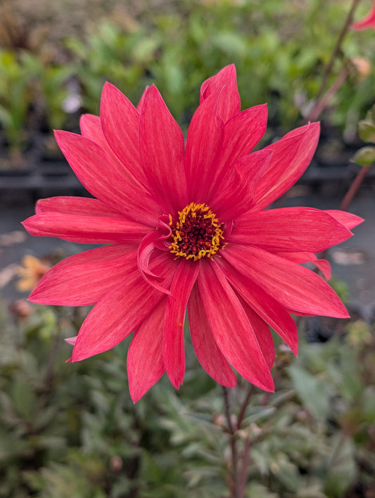 Dahlia variabilis 'Red Octopus' - NEW