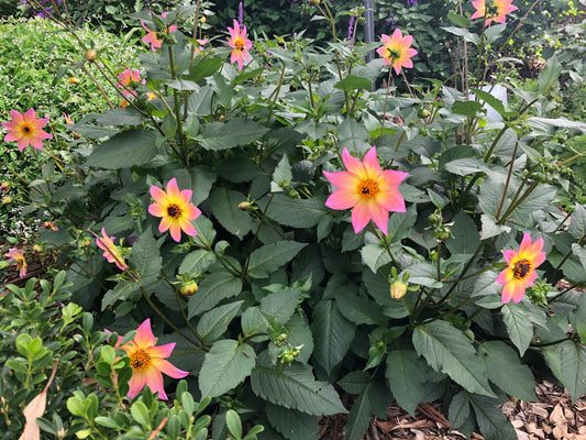 Dahlia variabilis 'Titoki Point'