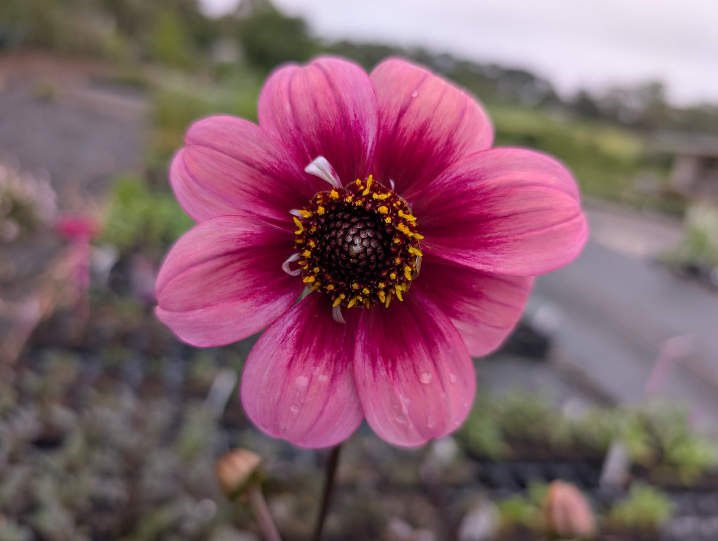 Dahlia variabilis 'Whiskers' - NEW