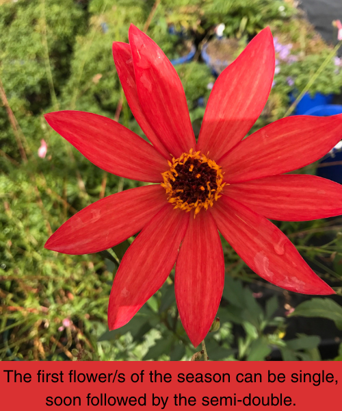 Dahlia variabilis 'Red Octopus' - NEW