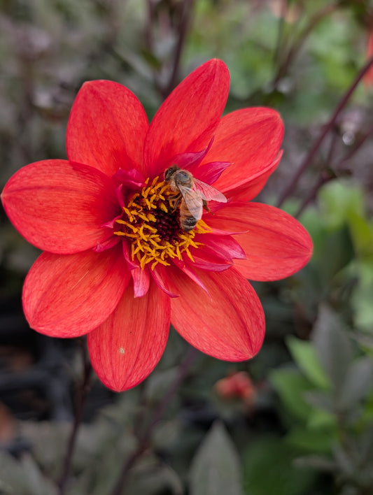 Dahlia variabilis 'Liquid Fire' - NEW