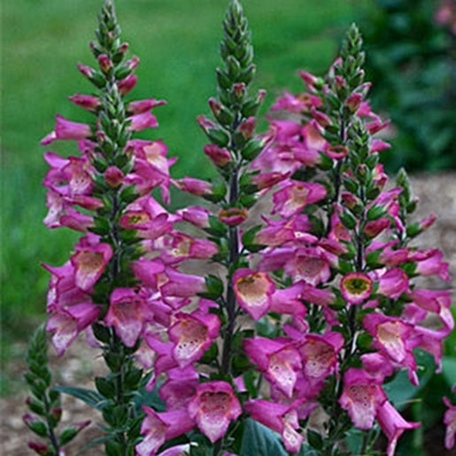 Digiplexis purpurea x isoplexis canariensis 'Berry Canary'