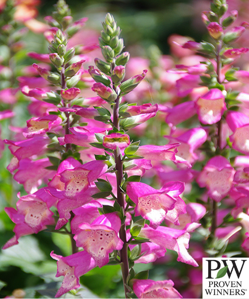 Digiplexis purpurea x isoplexis canariensis 'Berry Canary'