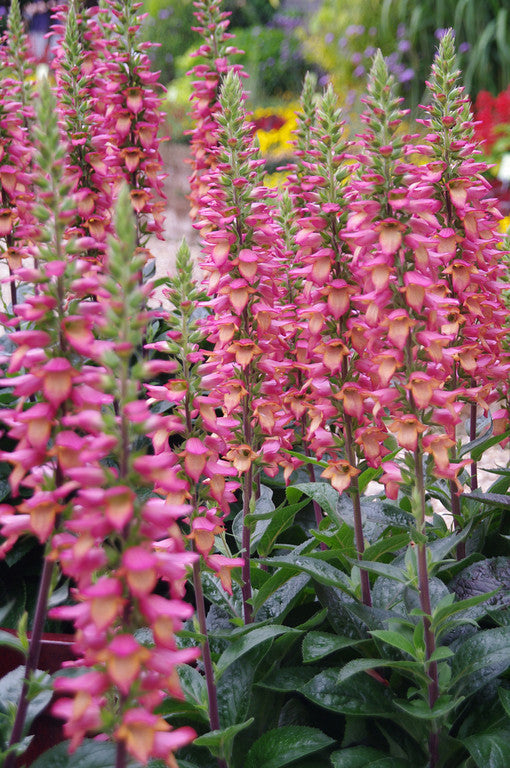 Digiplexis purpurea x isoplexis canariensis 'Berry Canary'