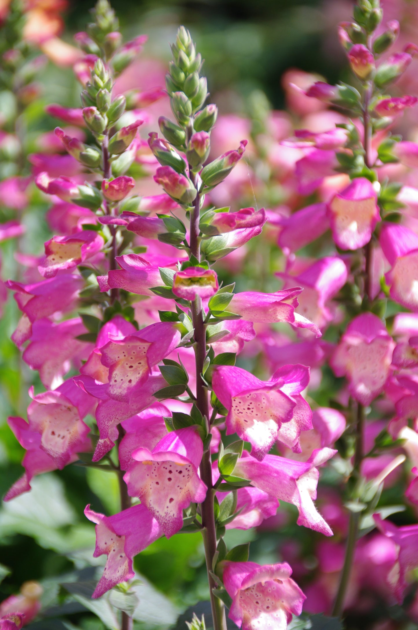 Digiplexis purpurea x isoplexis canariensis 'Berry Canary'