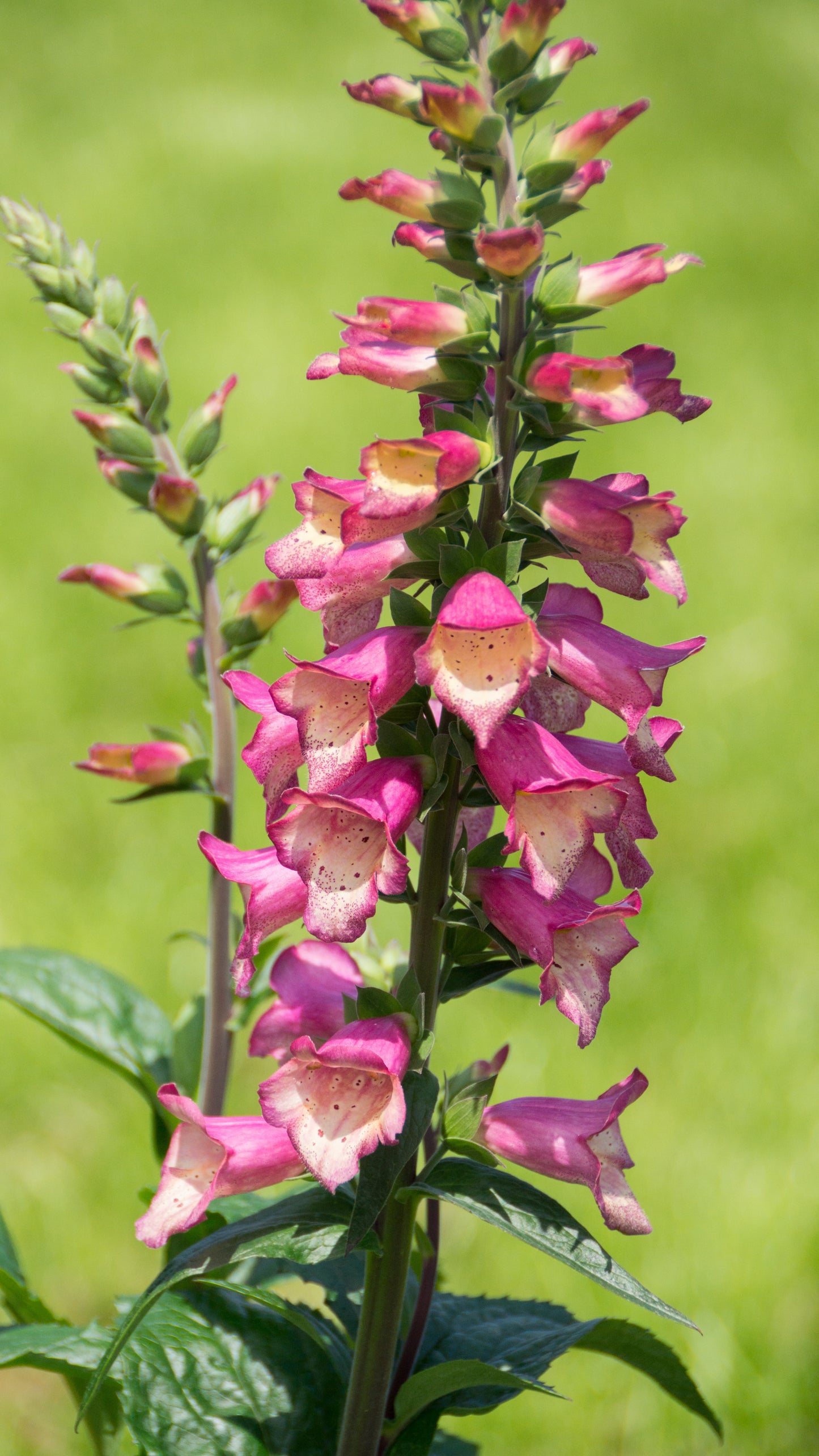 Digiplexis purpurea x isoplexis canariensis 'Berry Canary'