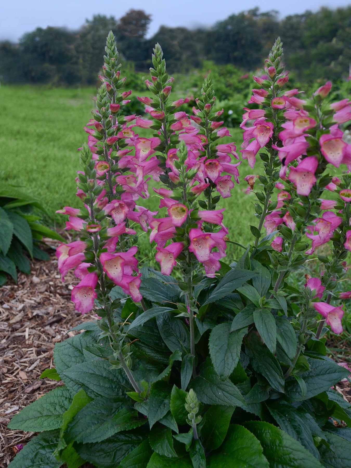 Digiplexis purpurea x isoplexis canariensis 'Berry Canary'