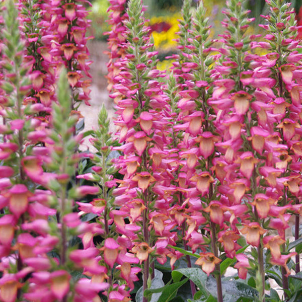 Digiplexis purpurea x isoplexis canariensis 'Flamingo'