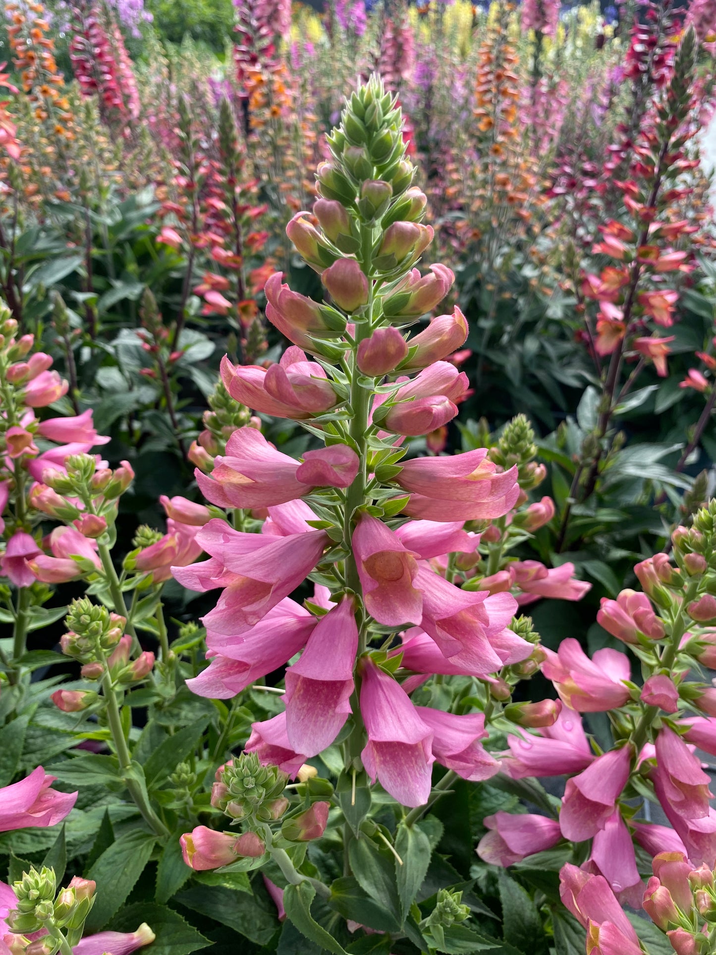 Digiplexis purpurea x isoplexis canariensis 'Flamingo'