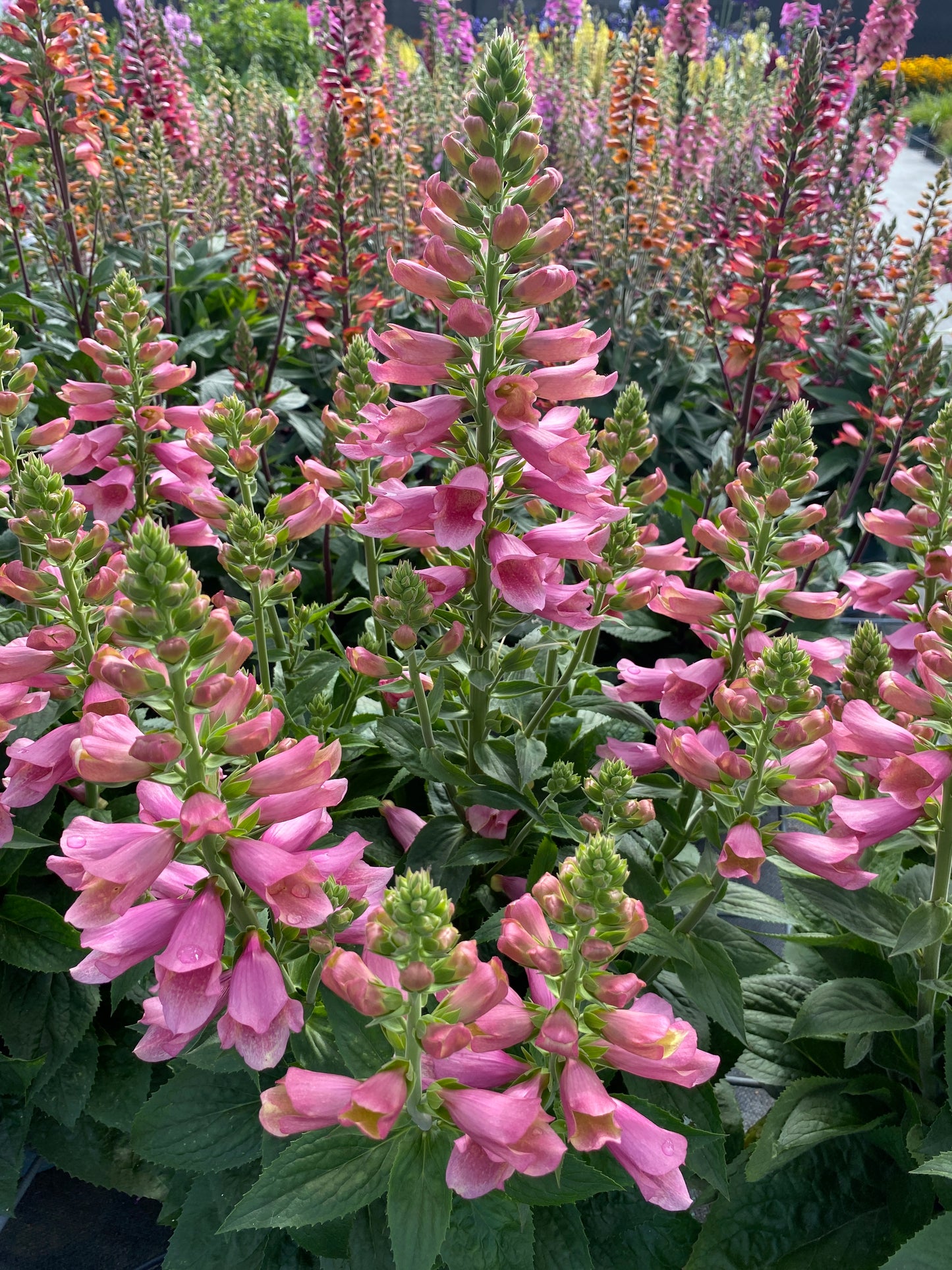 Digiplexis purpurea x isoplexis canariensis 'Flamingo'