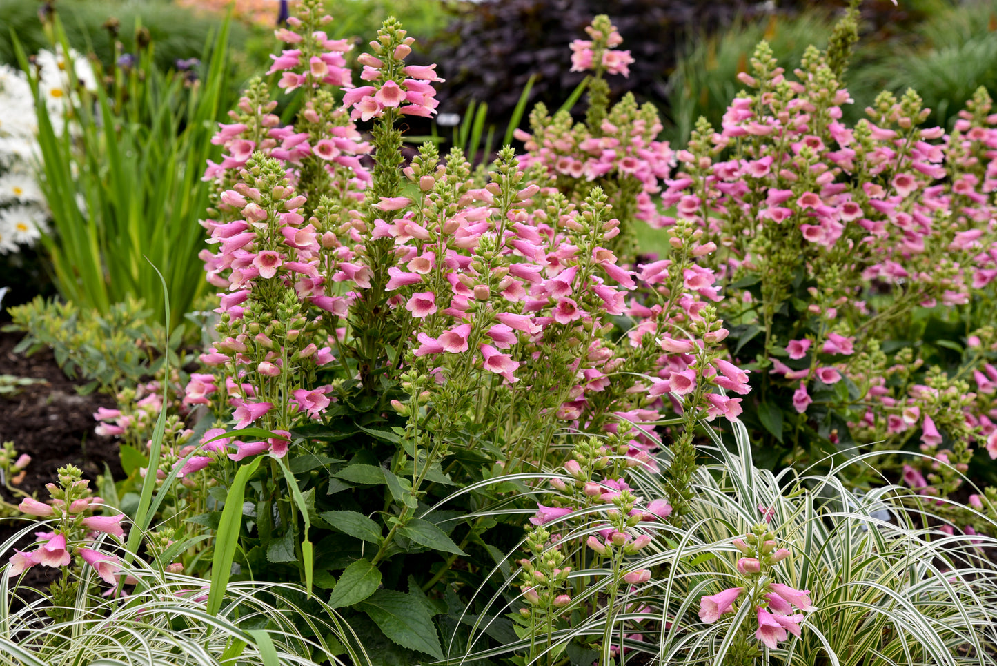 Digiplexis purpurea x isoplexis canariensis 'Flamingo'