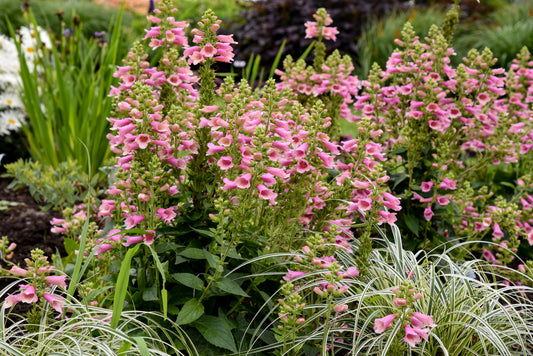 Digiplexis purpurea x isoplexis canariensis 'Flamingo'