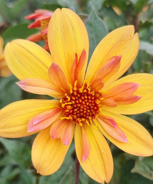 Dahlia variabilis 'Dream Weaver'