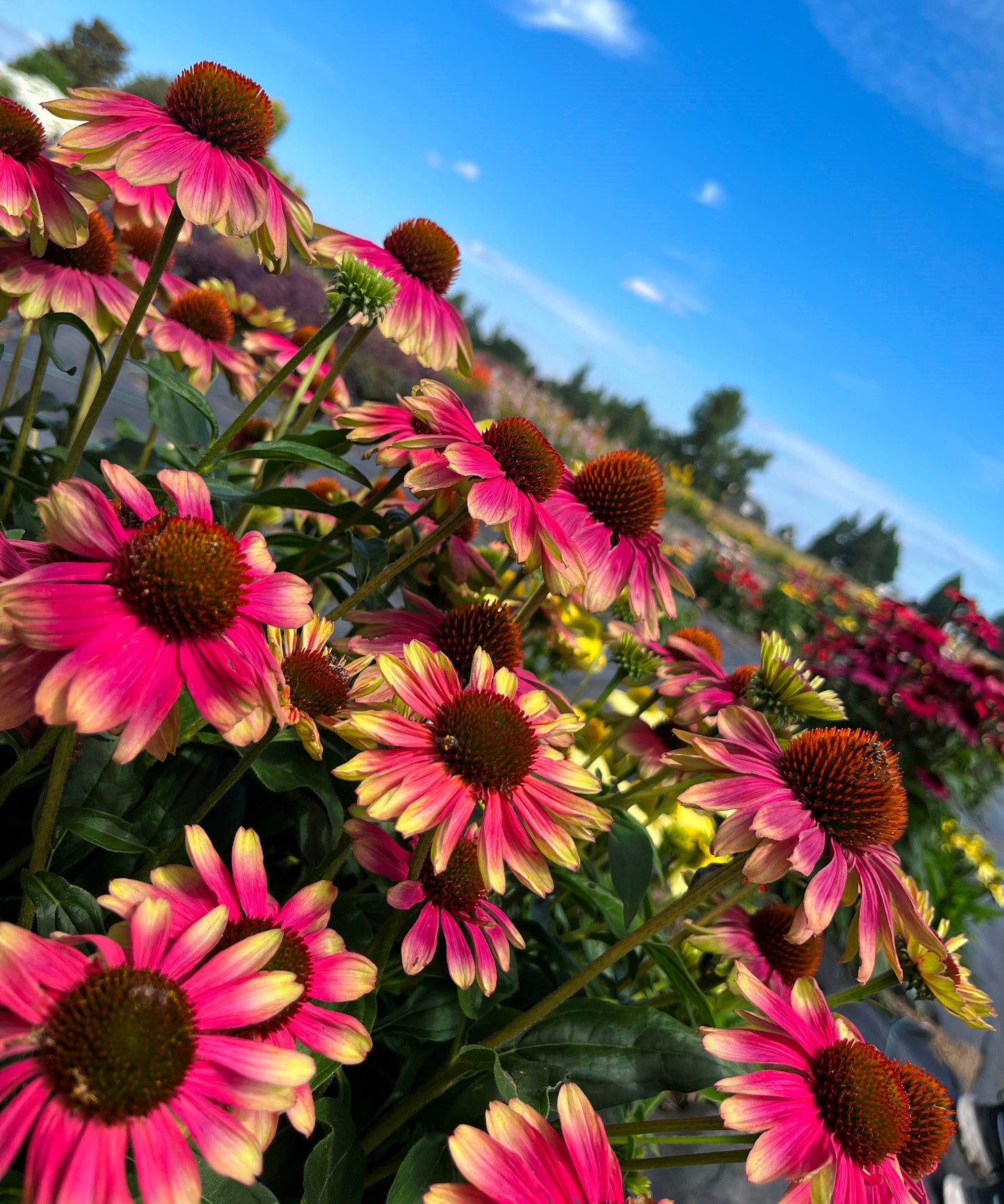 Echinacea hybrid 'Kismet Pink Lemonade' - NEW
