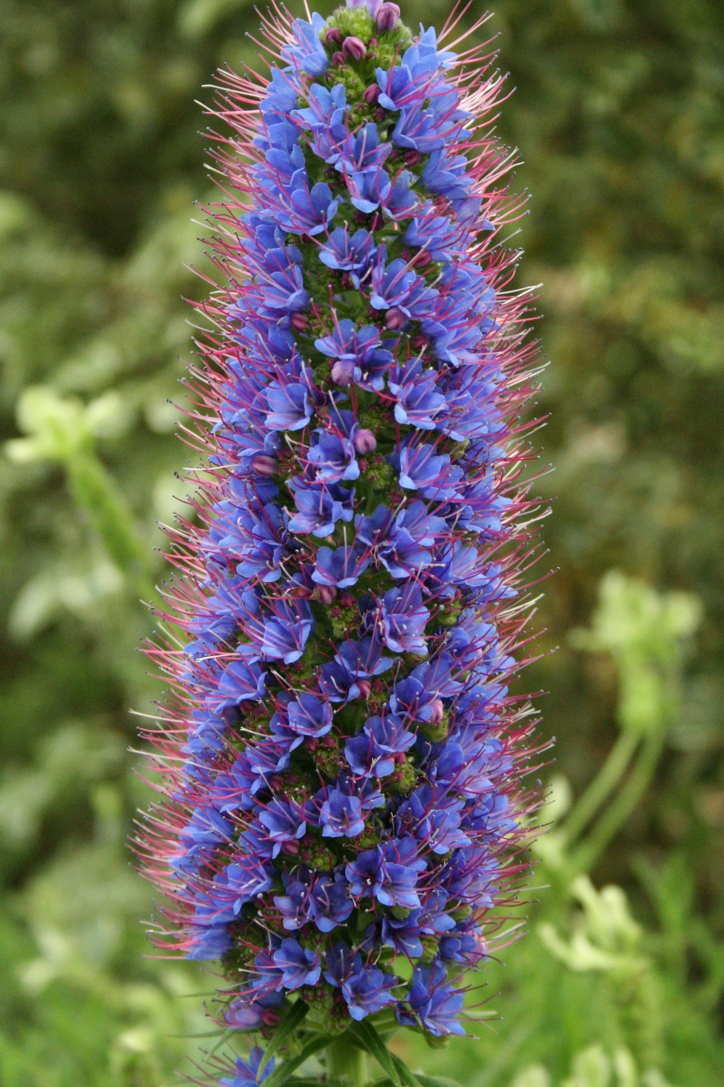 Echium fastuosum 'Duxfield Blue'