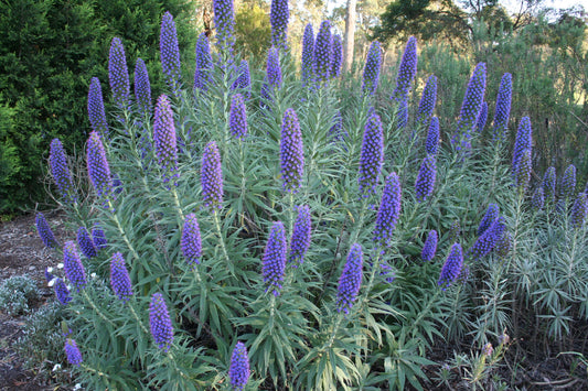 Echium candicans 'Blue'