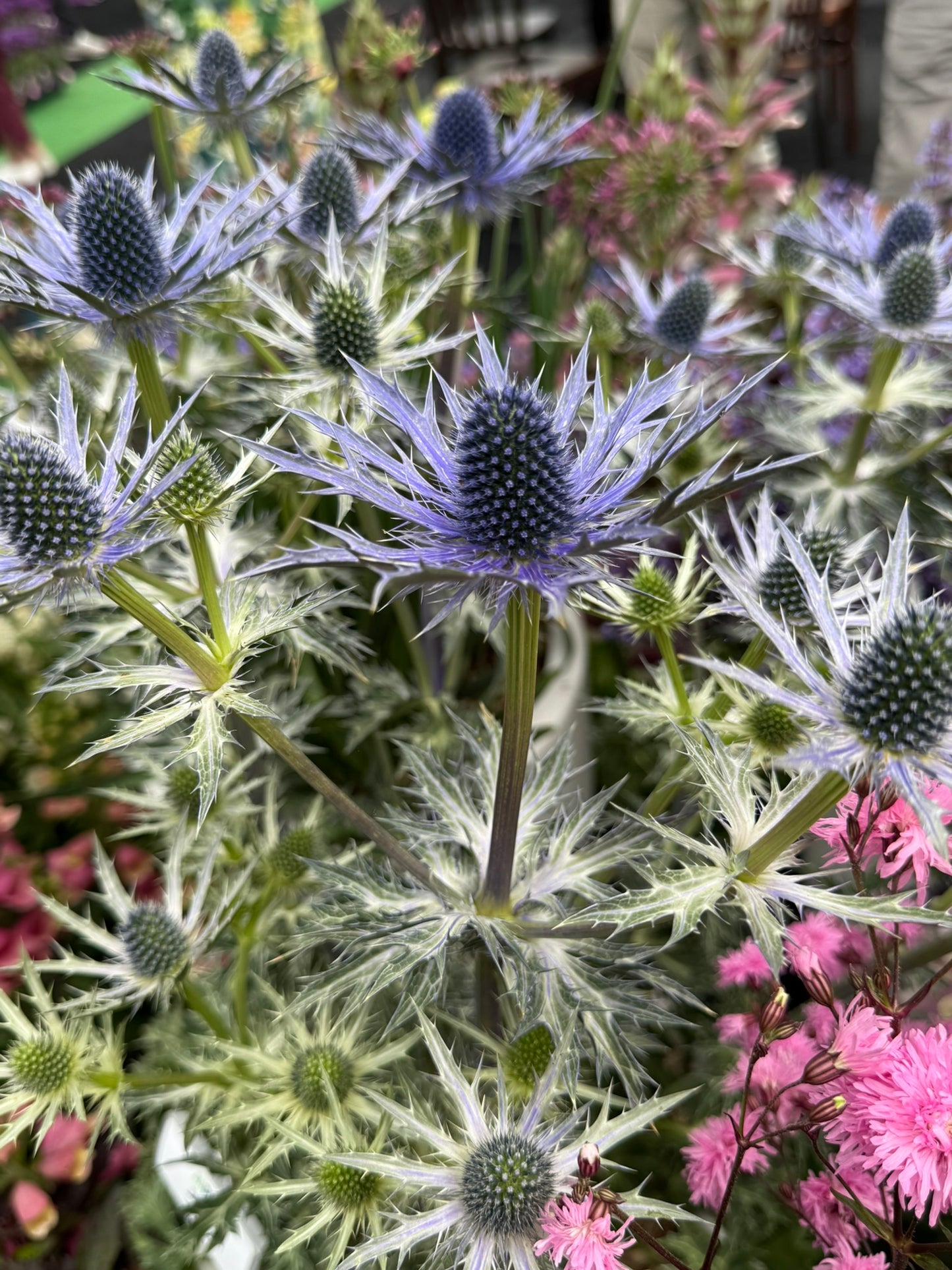 Eryngium bourgatii 'Lapis Blue' - NEW